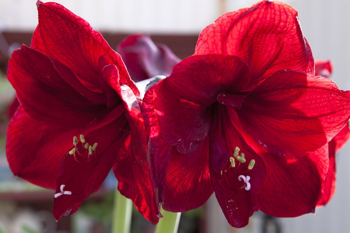 De rode, grote bloemen van amaryllis.