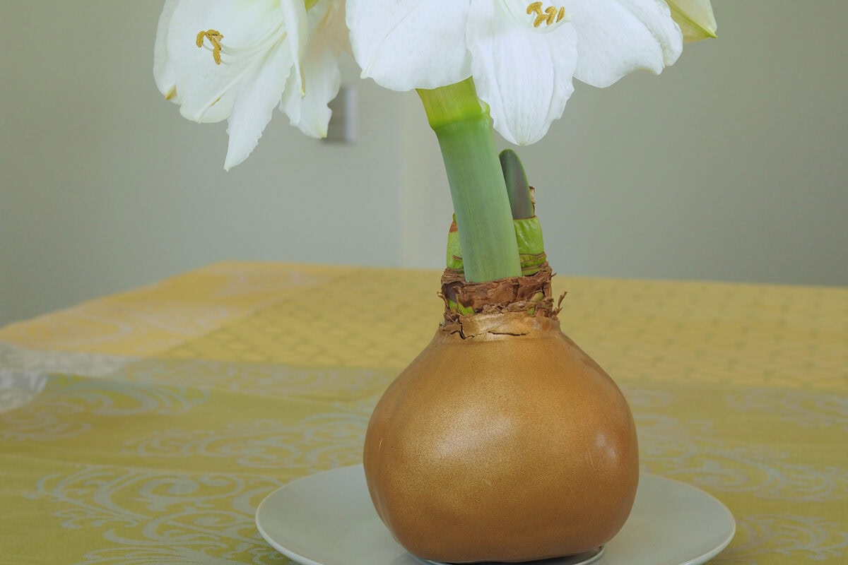 Een amaryllis met een waxlaag van goud op een schaaltje.