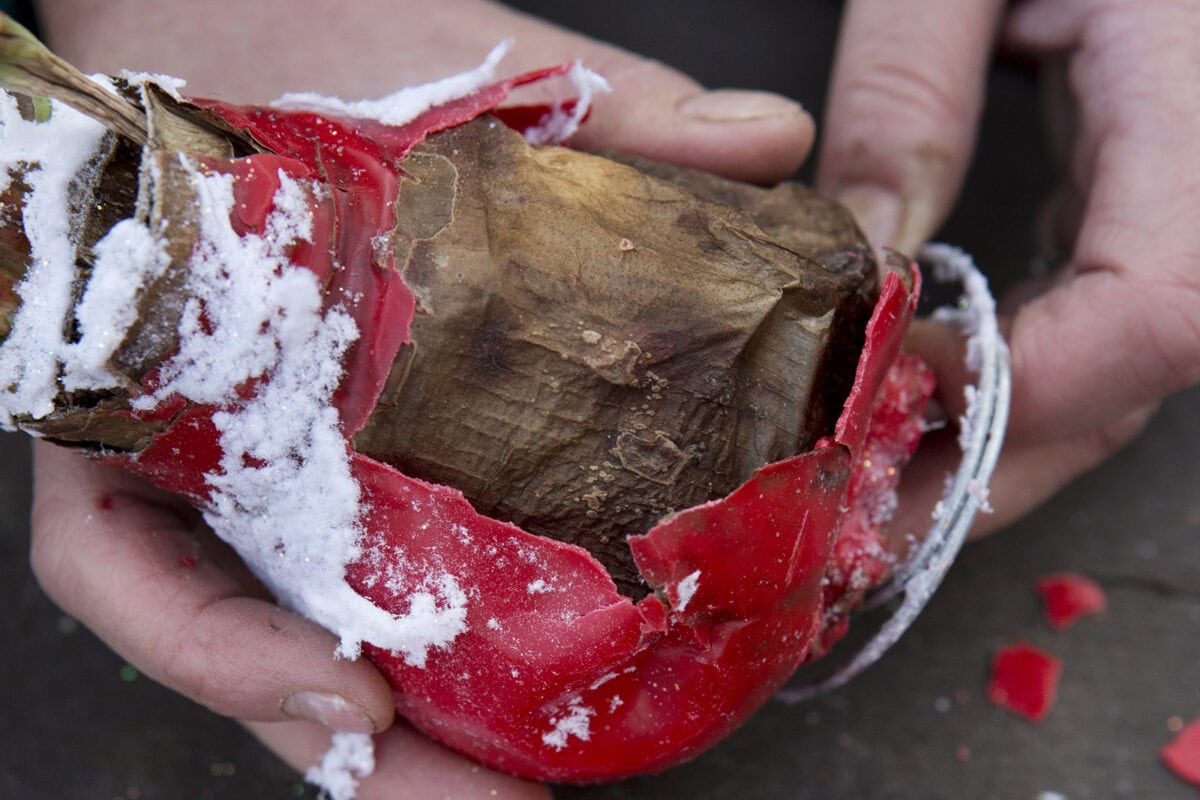 Iemand pelt de waxlaag van een amaryllisbol met de vingers.