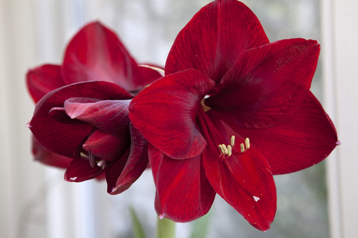 Bloeiende amaryllis met rode open bloemen.