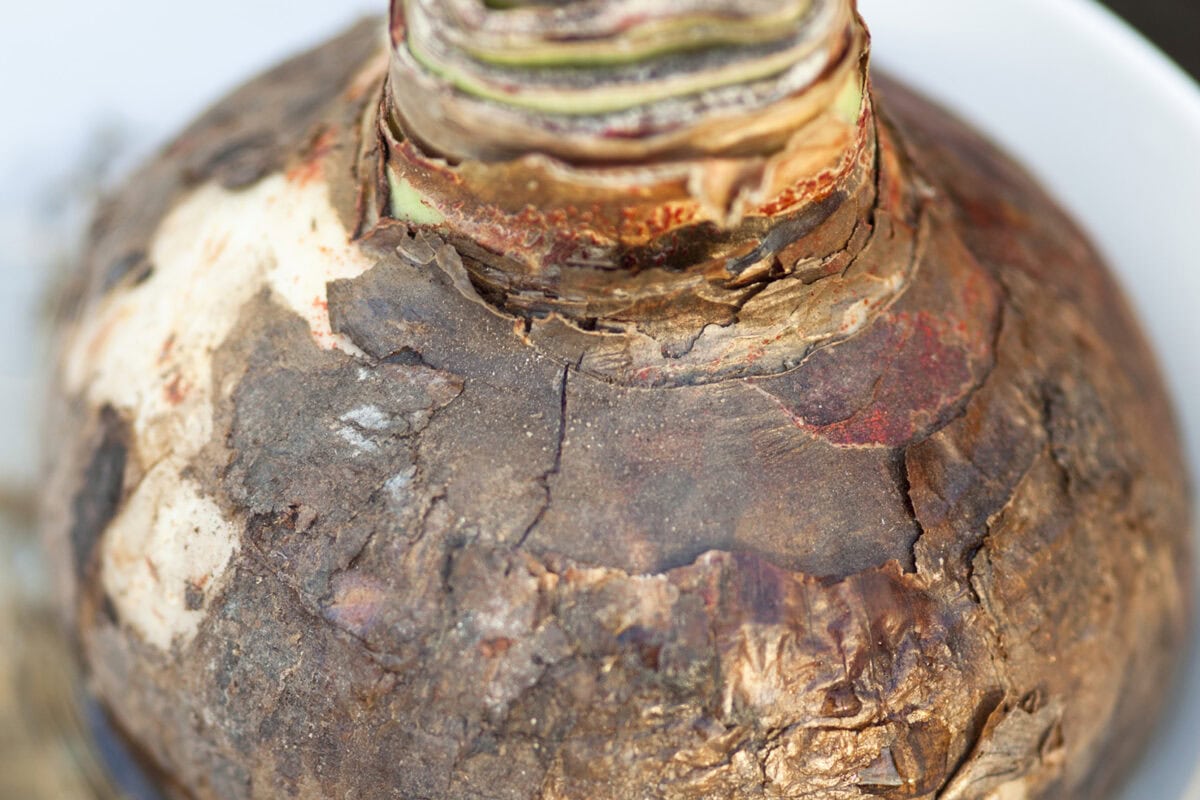 Close-up foto van een amaryllisbol zonder bloem.