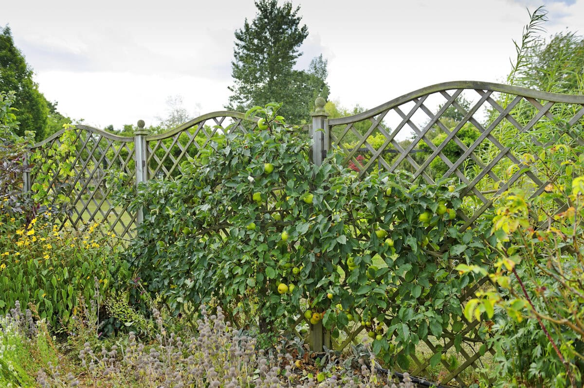 Appelboom groeit als leiboom tegen een hek.