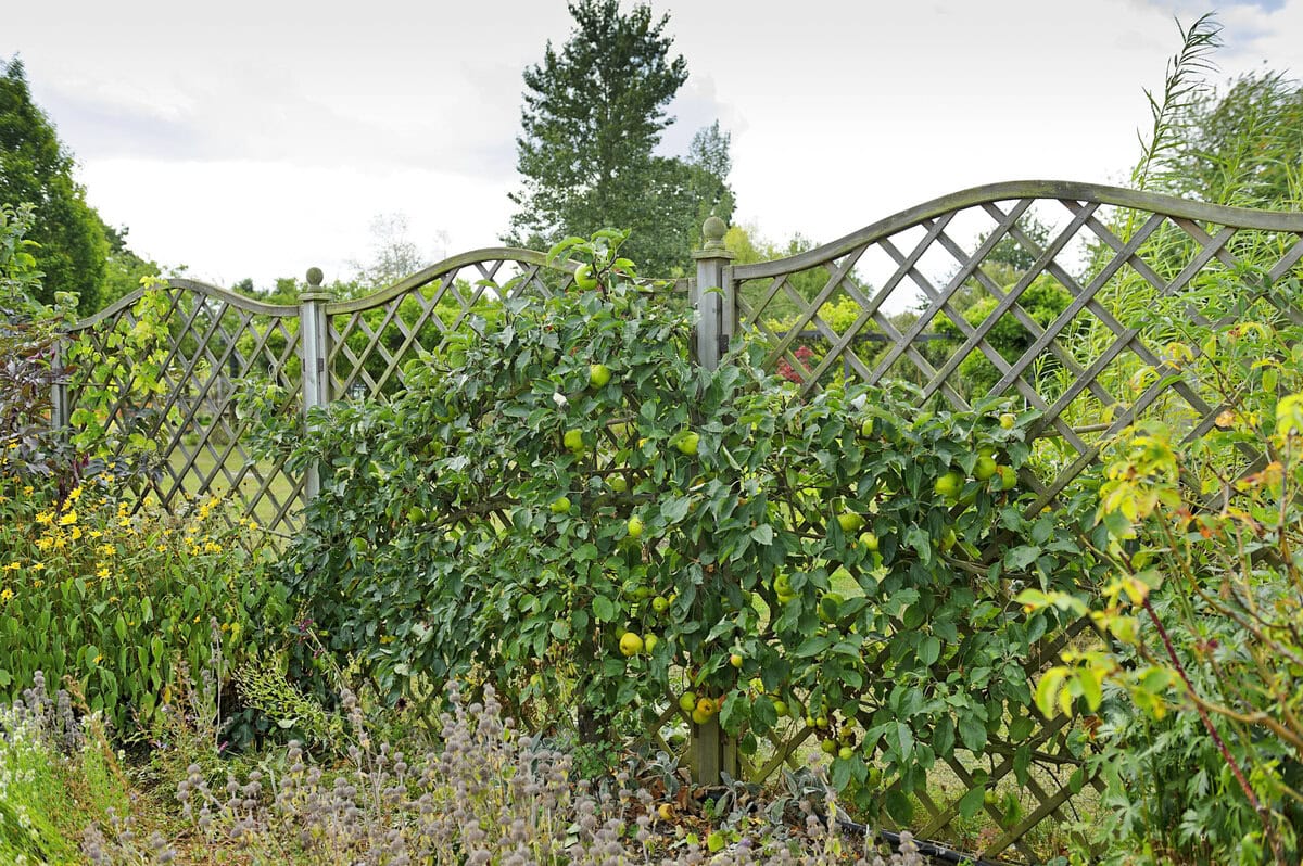 Appelboom groeit als leiboom tegen een hek.