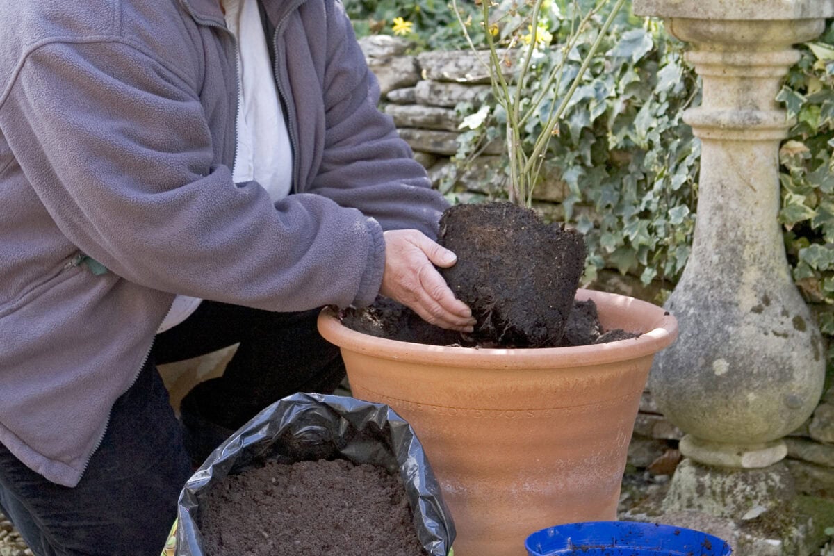 Vrouw plant een blauwe bessenstruik in een pot.