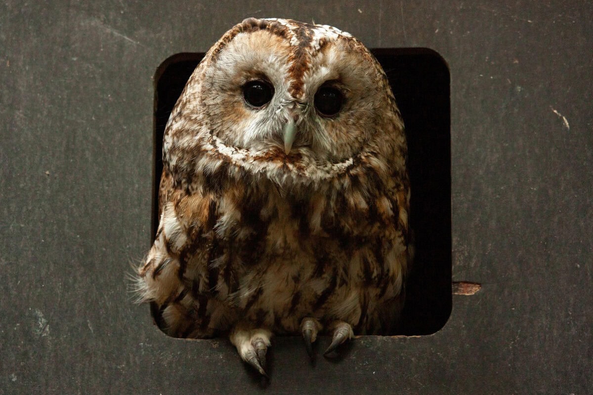 Een bosuil in een bosuilenkast