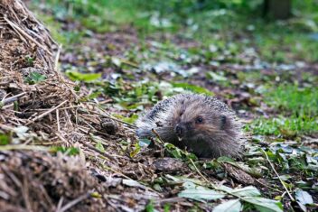 dier met stekels (egel) bij grote hoop takken.