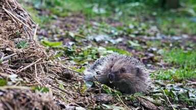 dier met stekels (egel) bij grote hoop takken.