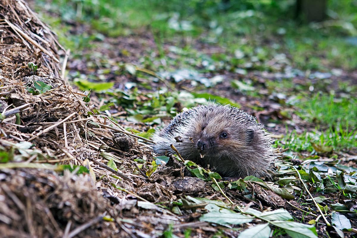 dier met stekels (egel) bij grote hoop takken.
