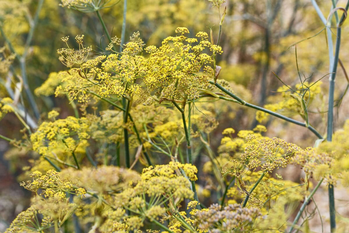 De gele schermbloemen van bladvenkel Foeniculum vulgare 'Dulce'