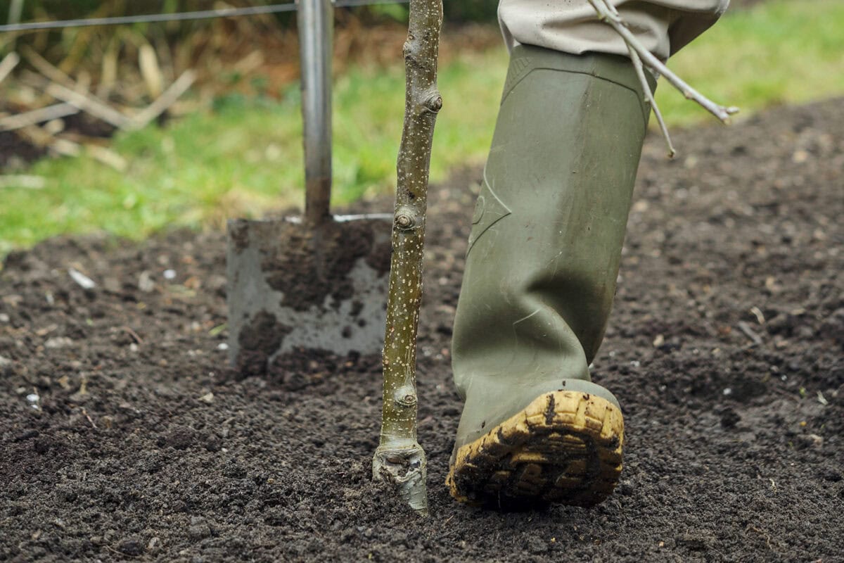 Iemand stampt met de laars de aarde aan rondom een pas geplante appelboom.