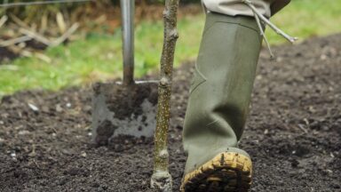 Iemand stampt met de laars de aarde aan rondom een pas geplante appelboom.