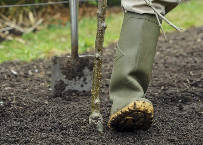 Iemand stampt met de laars de aarde aan rondom een pas geplante appelboom.