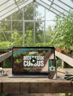 afbeelding voor subscriber