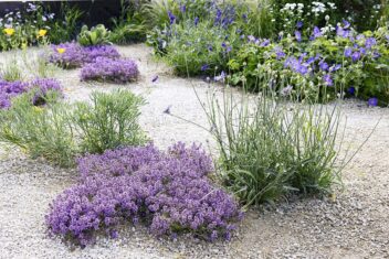 Een grindtuin met planten zoals bloeiende tijm.