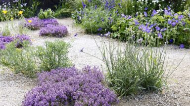Een grindtuin met planten zoals bloeiende tijm.