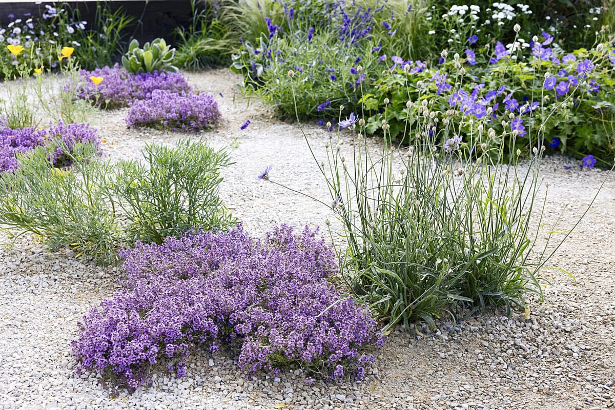 Een grindtuin met planten zoals bloeiende tijm.