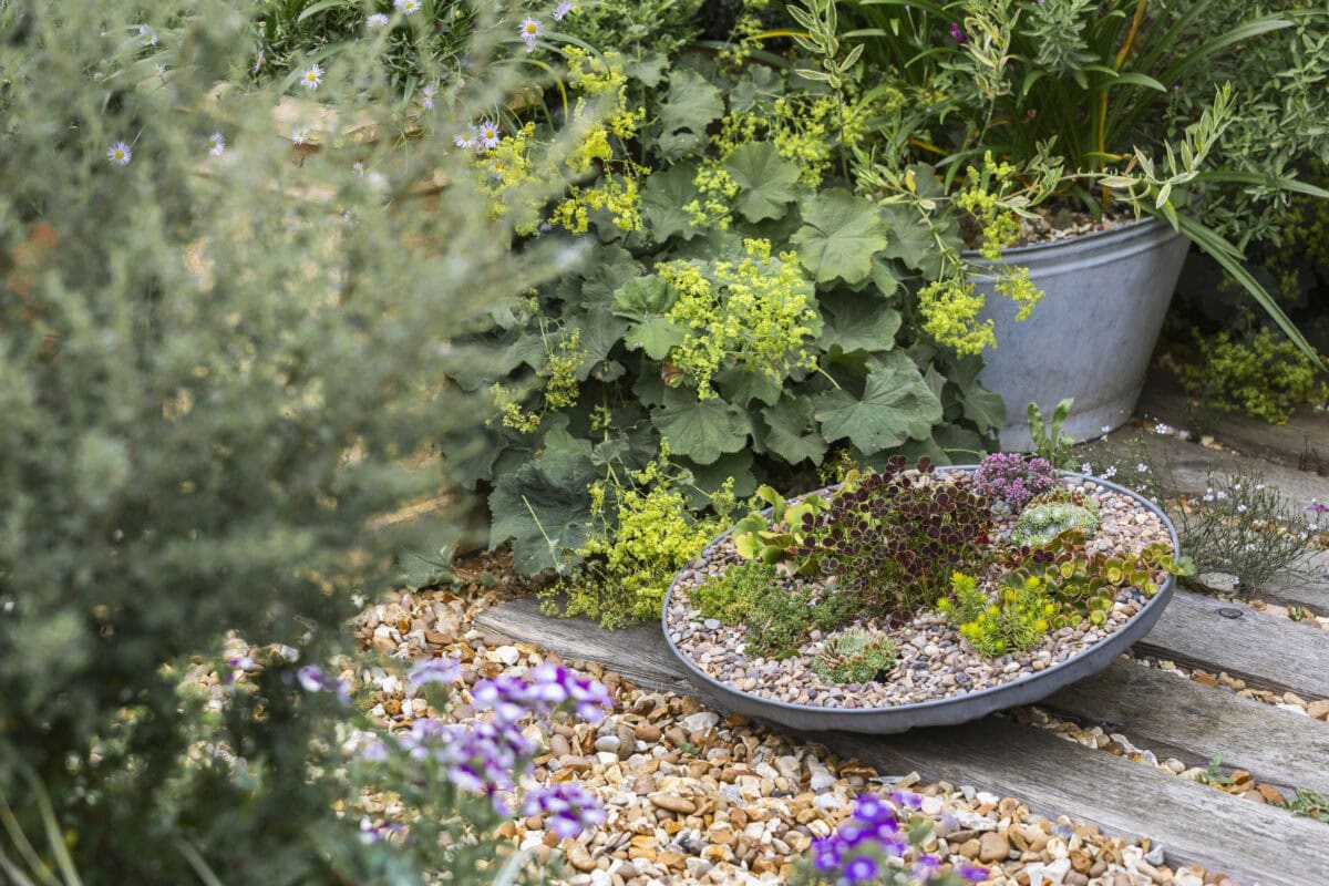 Een pot als mini-grindtuin, beplant met sedums.