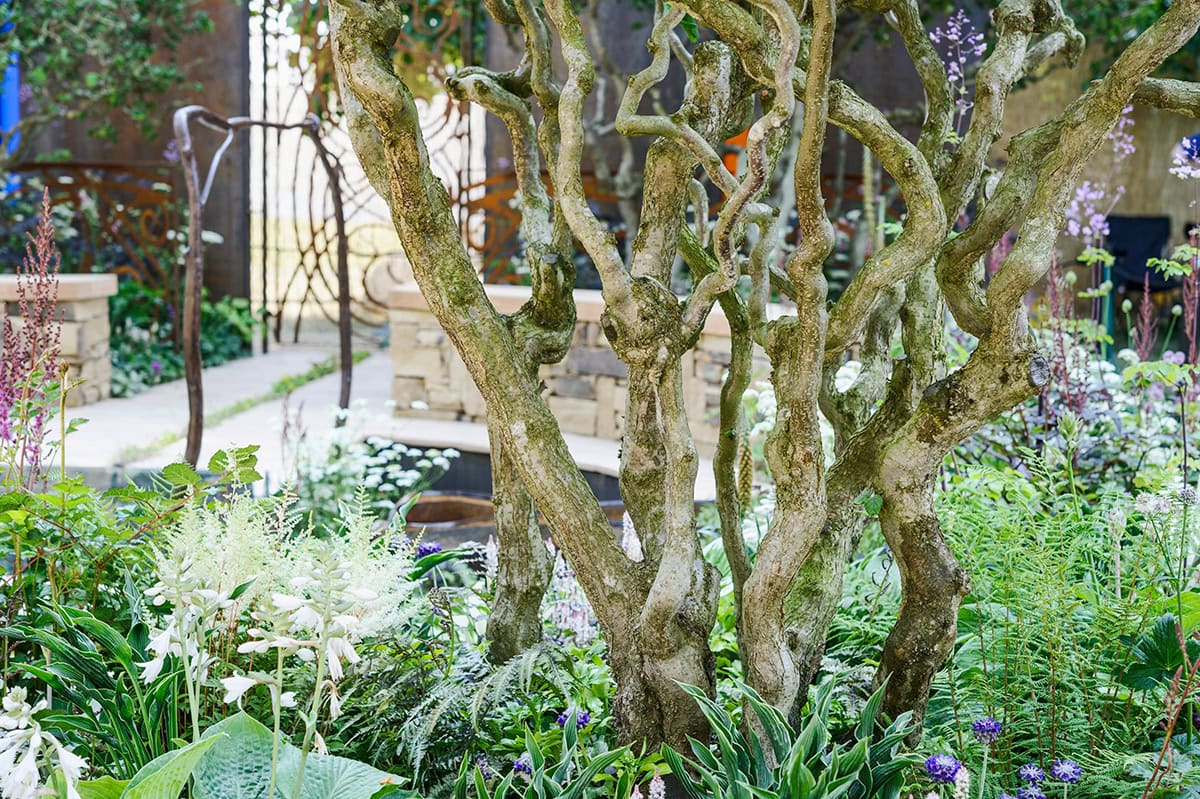 boom met gedraaide takken tussen planten