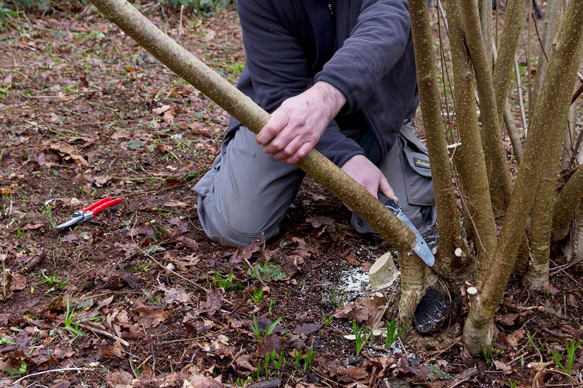 tak wordt gezaagd met handzaag