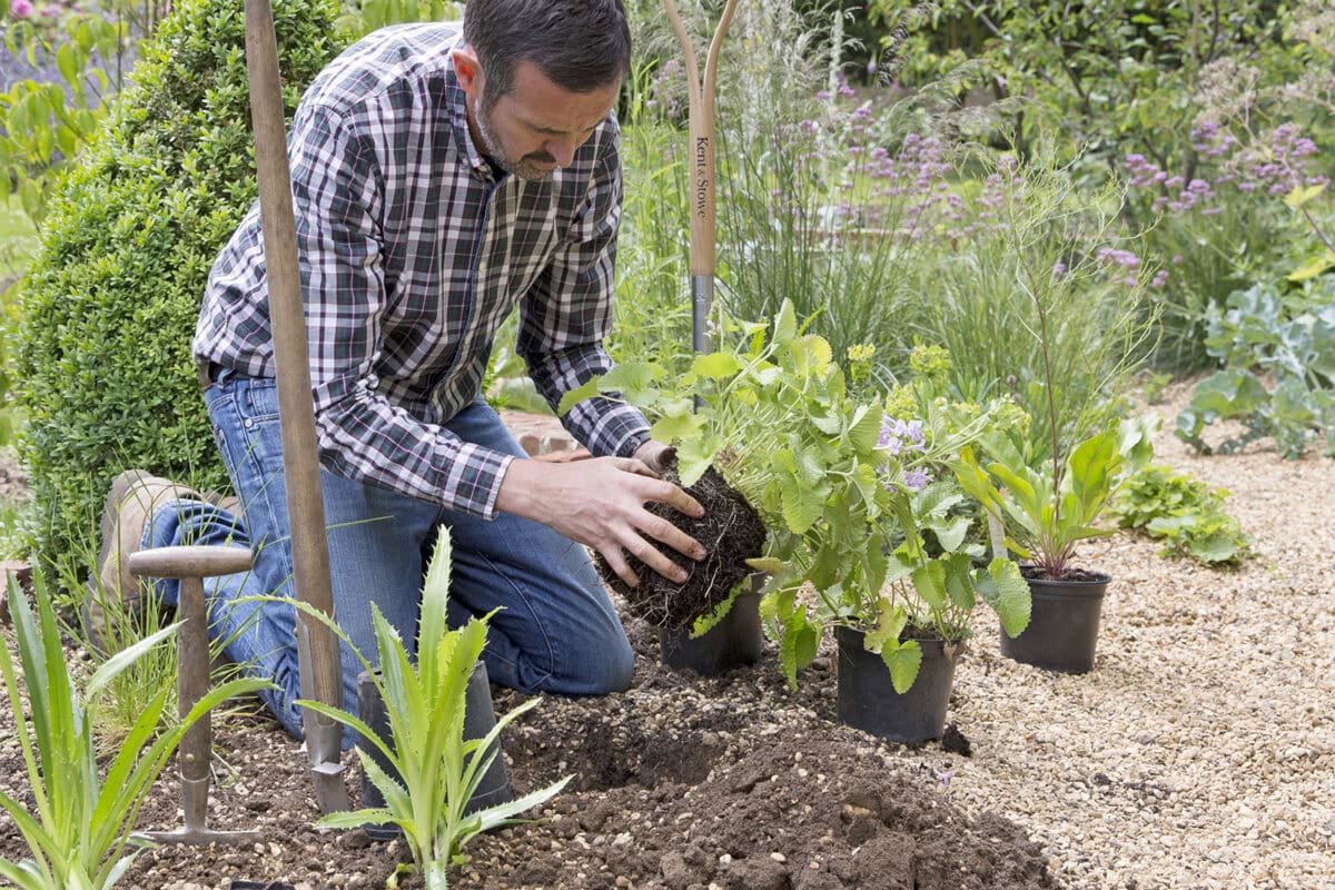 Adam plant een plant in zijn grindtuin.
