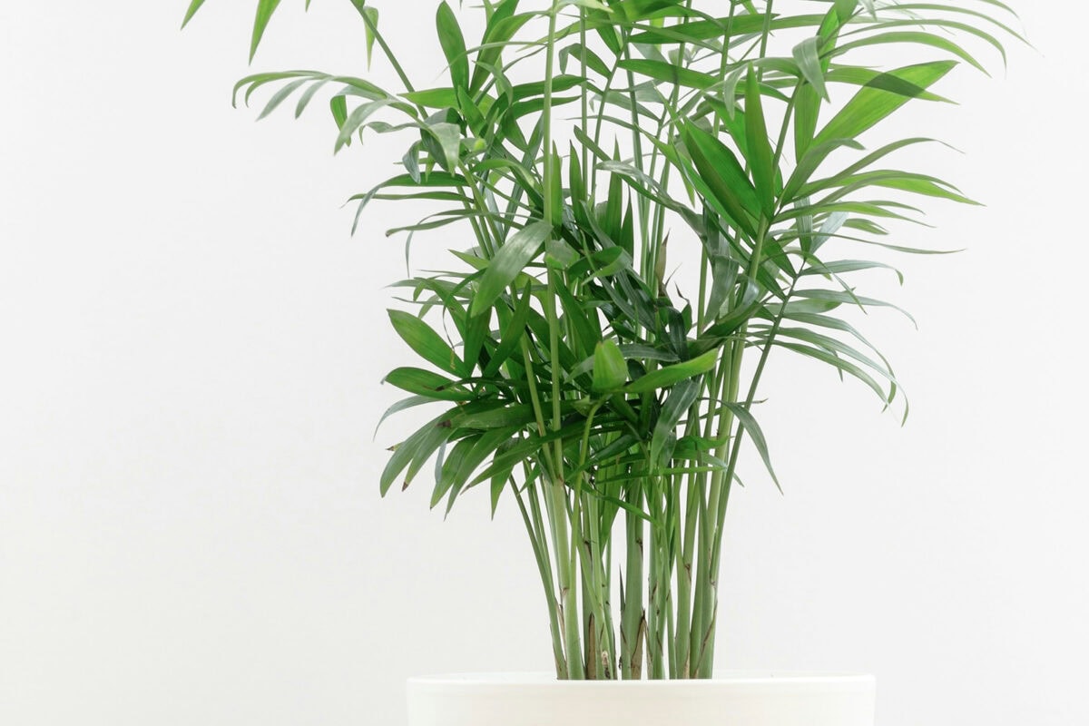 Sprieterige takken van de Mexicaanse bergpalm, een kamerplant in pot.