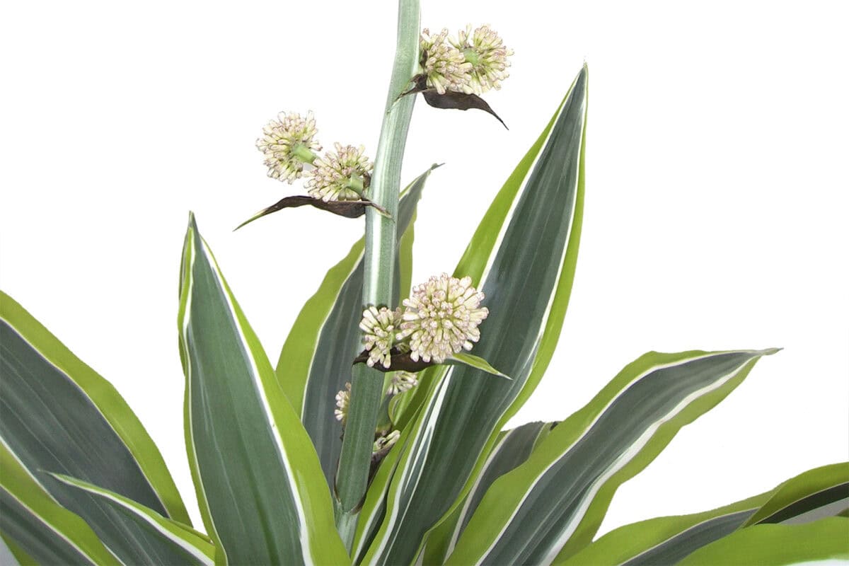 Puntig blad van de Dracaena fragrans in donker en lichtgrond, met witte bloem.