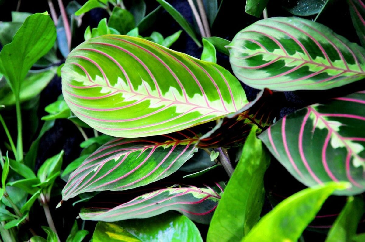 Groen blad met roze-rode nerf van kamerplant Maranta.