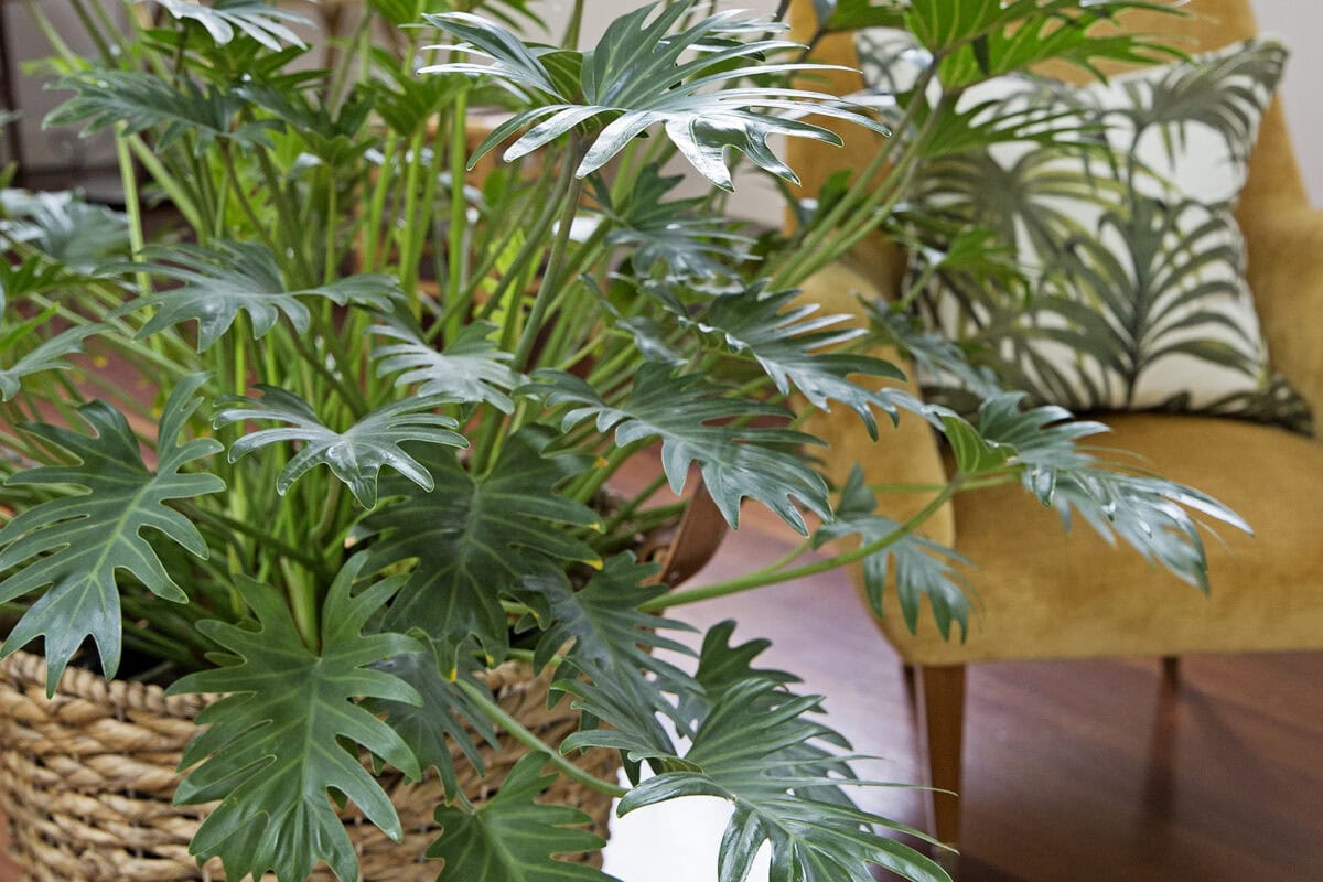 Philodendron xanadu met groen blad in een rieten mand in een huiskamer.