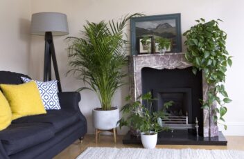 Meerdere kamerplanten in een woonkamer zonder direct zonlicht.