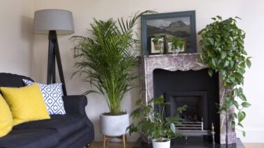 Meerdere kamerplanten in een woonkamer zonder direct zonlicht.