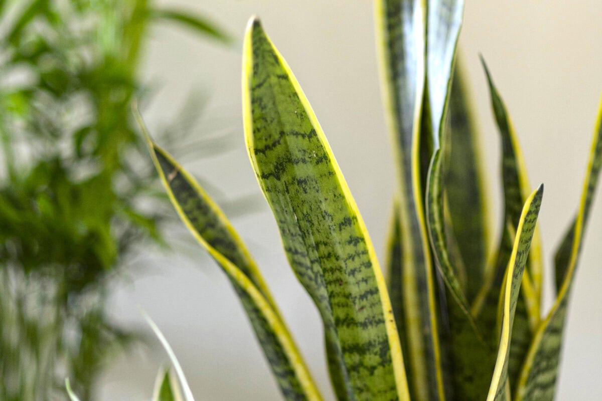 De hoge bladeren van de Sansevieria in geel en groene kleur.