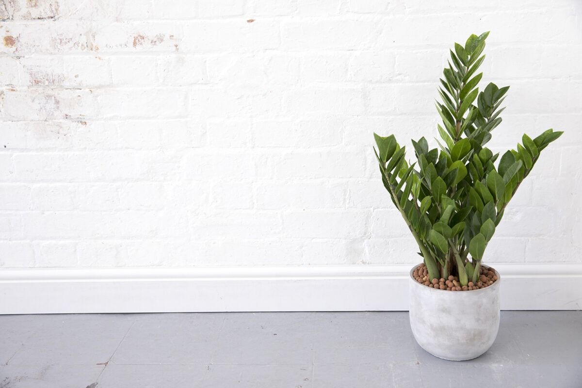 ZZ Plant heeft groen, vlezig blad en zit in een grijze pot, tegen een witte muur.