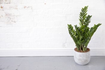 ZZ Plant heeft groen, vlezig blad en zit in een grijze pot, tegen een witte muur.