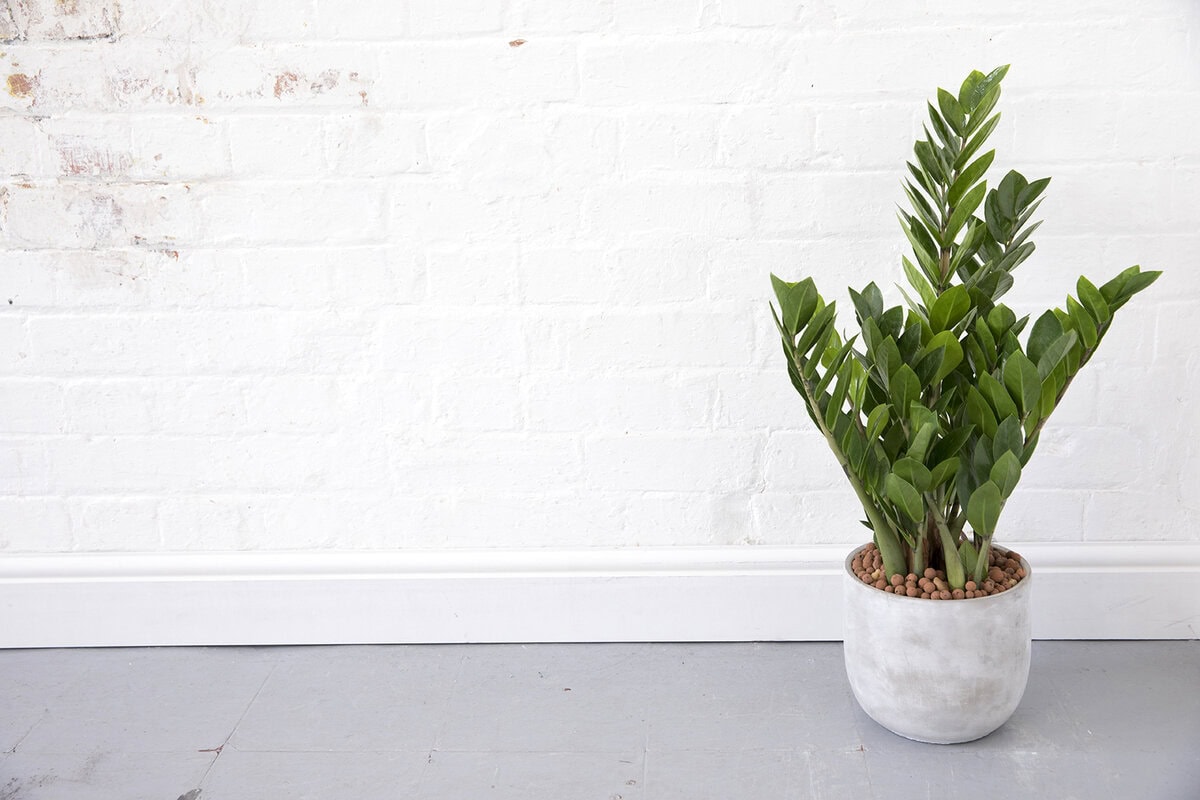 ZZ Plant heeft groen, vlezig blad en zit in een grijze pot, tegen een witte muur.