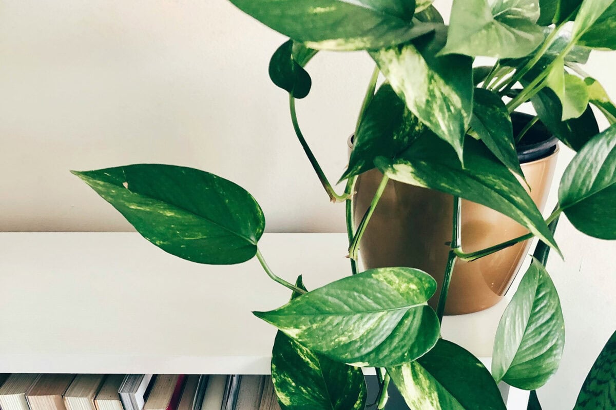 Drakenklimop als hangplant op een boekenkast.