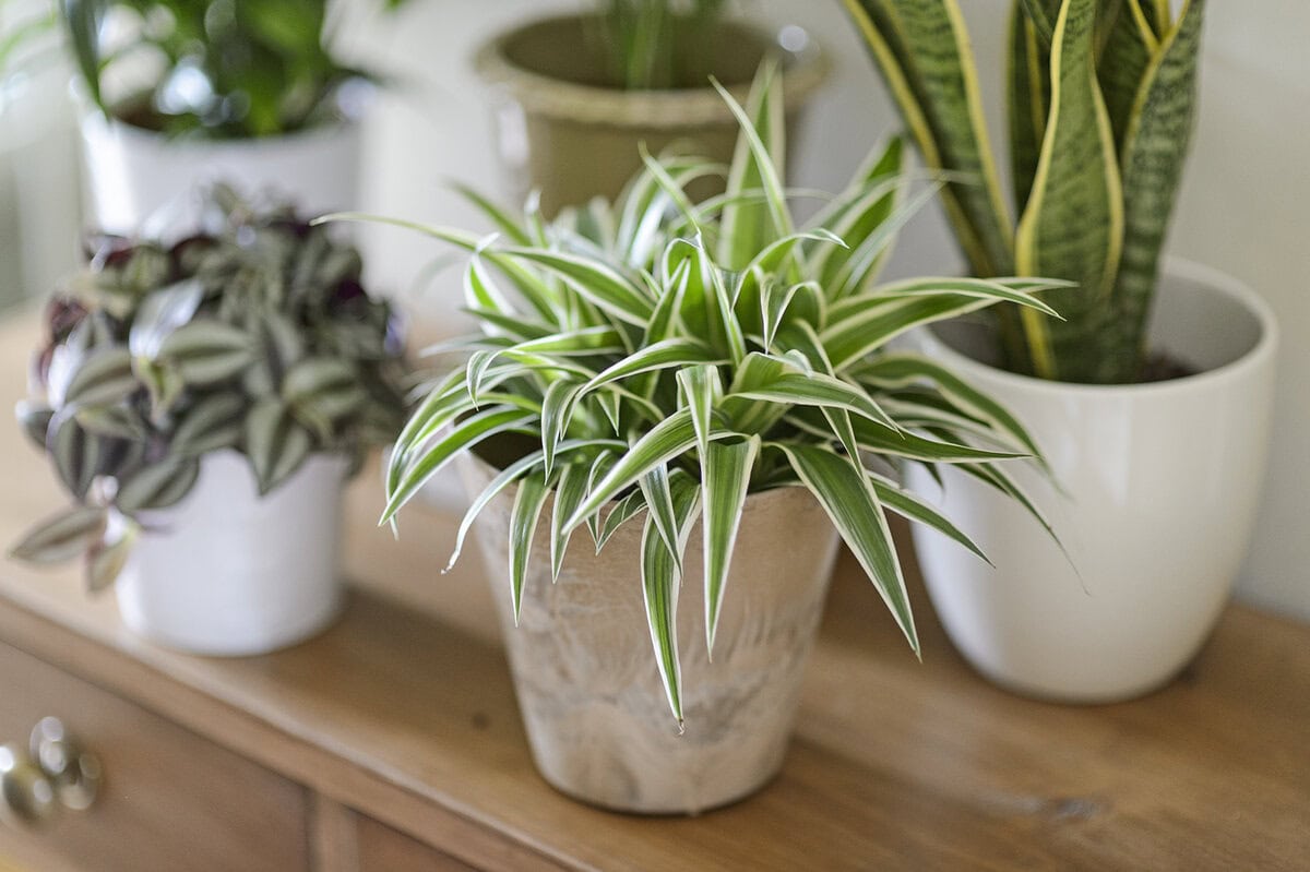 Een aantal kamerplanten op de schouw, met vooraan graslelie met groen-wit sprieterig blad.