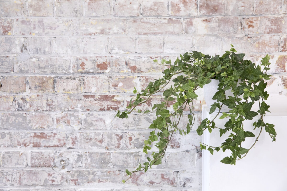 Groene klimop hangt tegen een verweerde stenen muur.