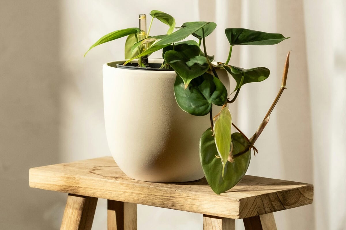 De hangplant Philodendron scandens op een houten krukje in een witte pot.
