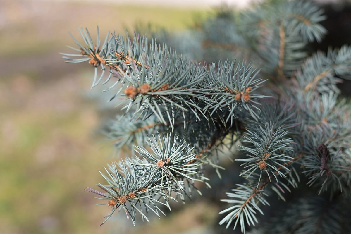 Blauwspar met blauwgroene naalden.
