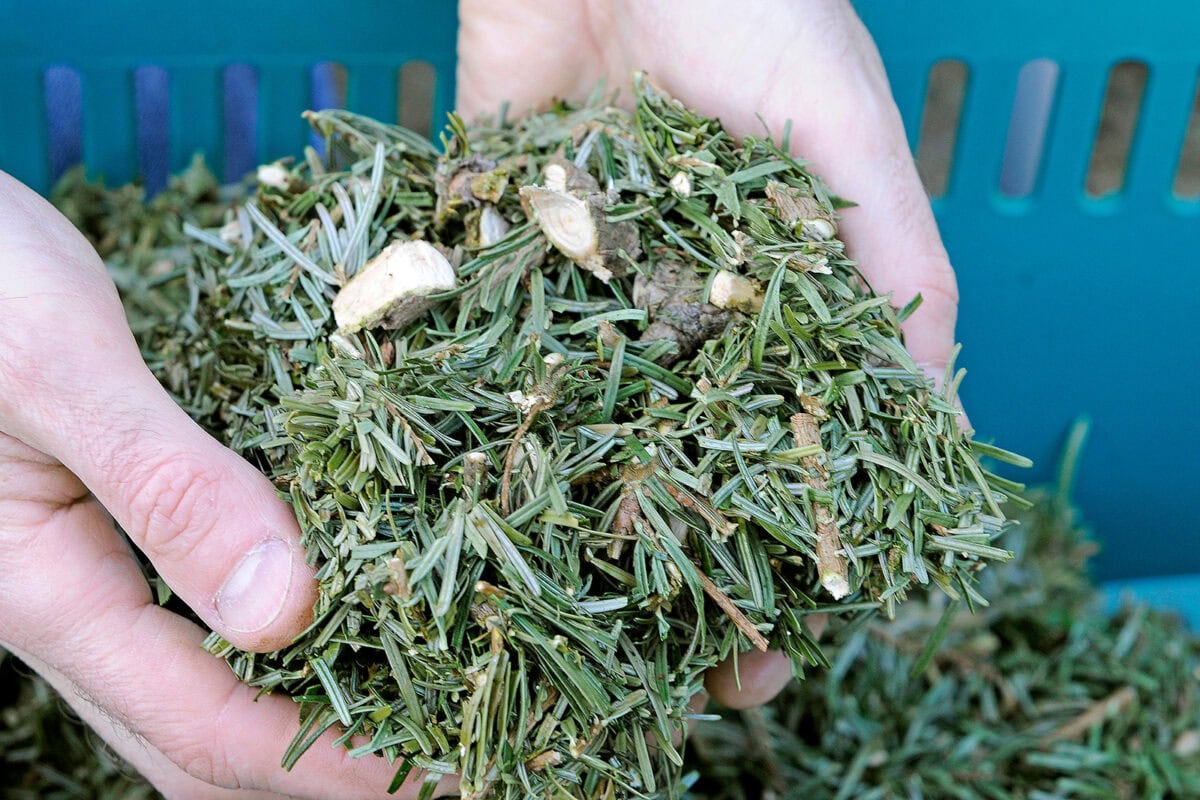 Iemand houd de naalden en takjes van een kerstboom vast met twee handen.