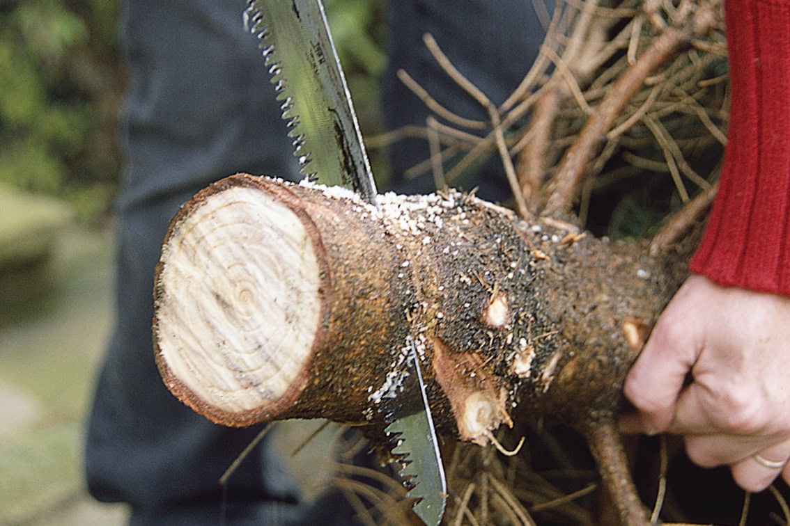 Iemand scaagt een stuk van de onderkant van een kerstboom stam af.