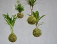 Mosballen of kokedama's aan touwen met verschillende kamerplanten.