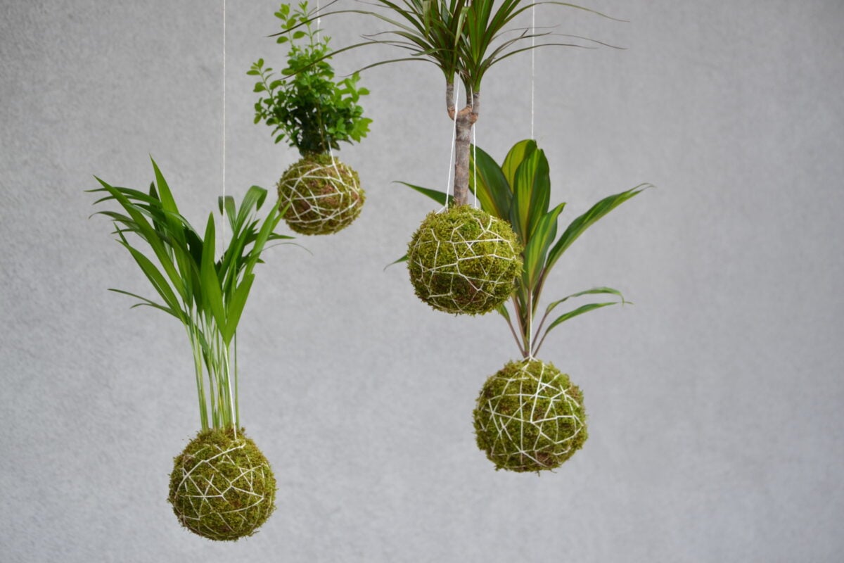 Mosballen of kokedama's aan touwen met verschillende kamerplanten.