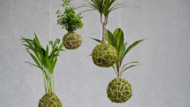Mosballen of kokedama's aan touwen met verschillende kamerplanten.