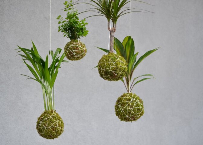 Mosballen of kokedama's aan touwen met verschillende kamerplanten.