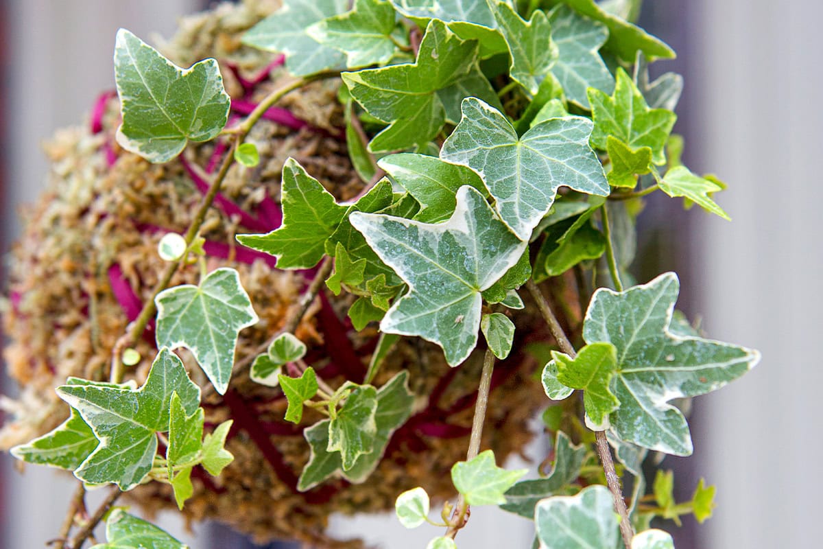 Close-up van een kokedama (mosbal).