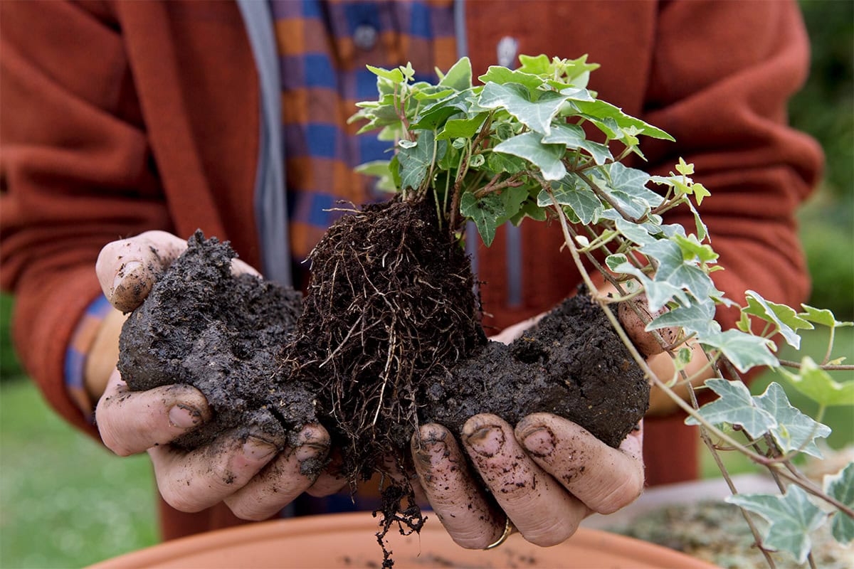 Vorm een bal van potgrondmengsel om een plant.