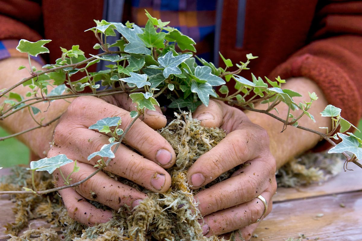 Bekleed de mosbal met mos.