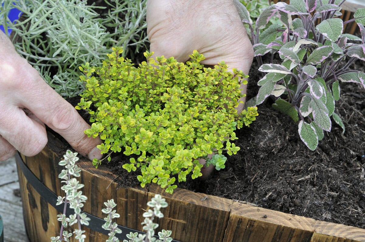 Iemand zet kruidenplanten in een bak in de tuin.