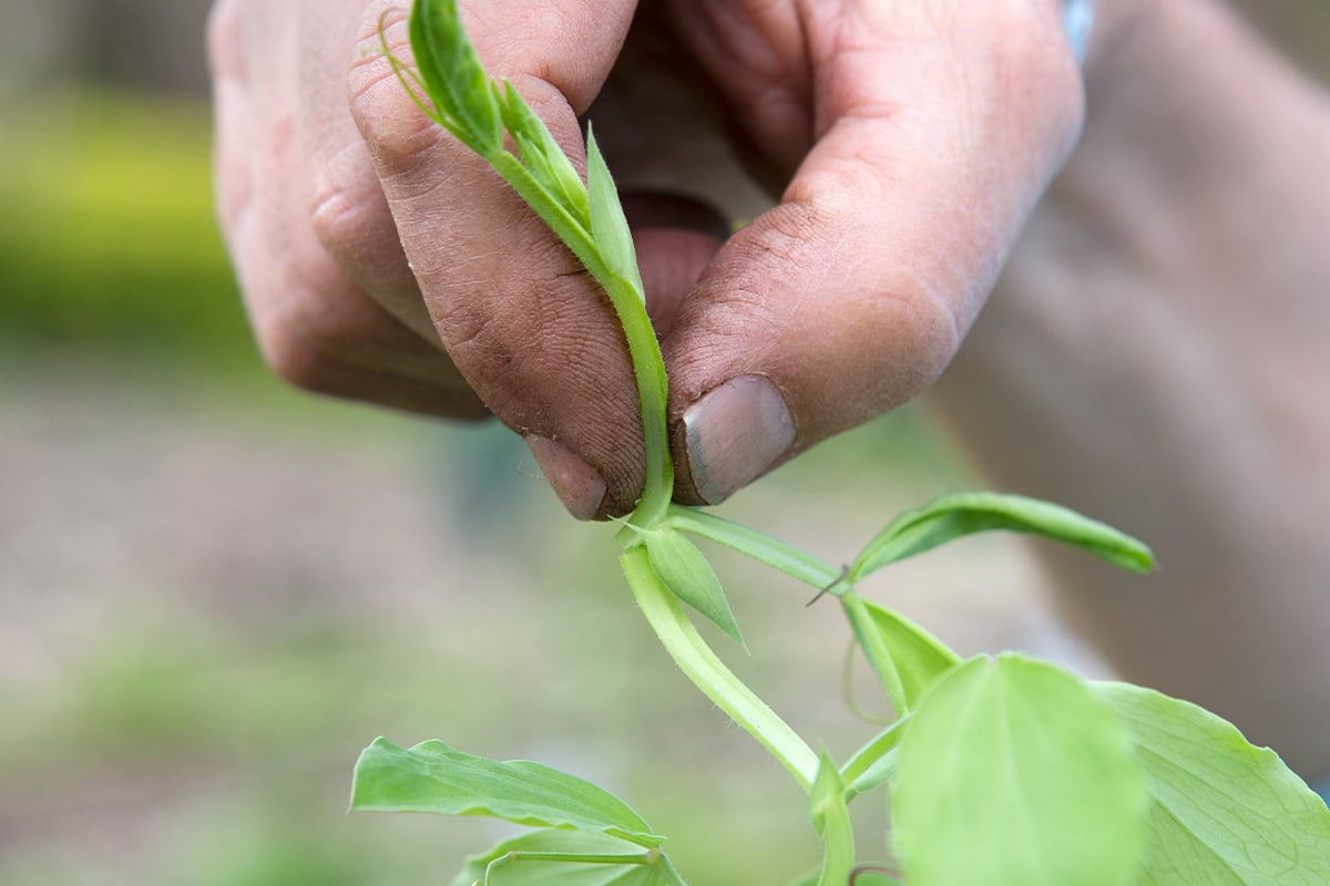 Een hand nijpt of topt een jonge siererwt plantje (Lathyrus).